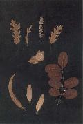 Paul Klee Herbarium oil